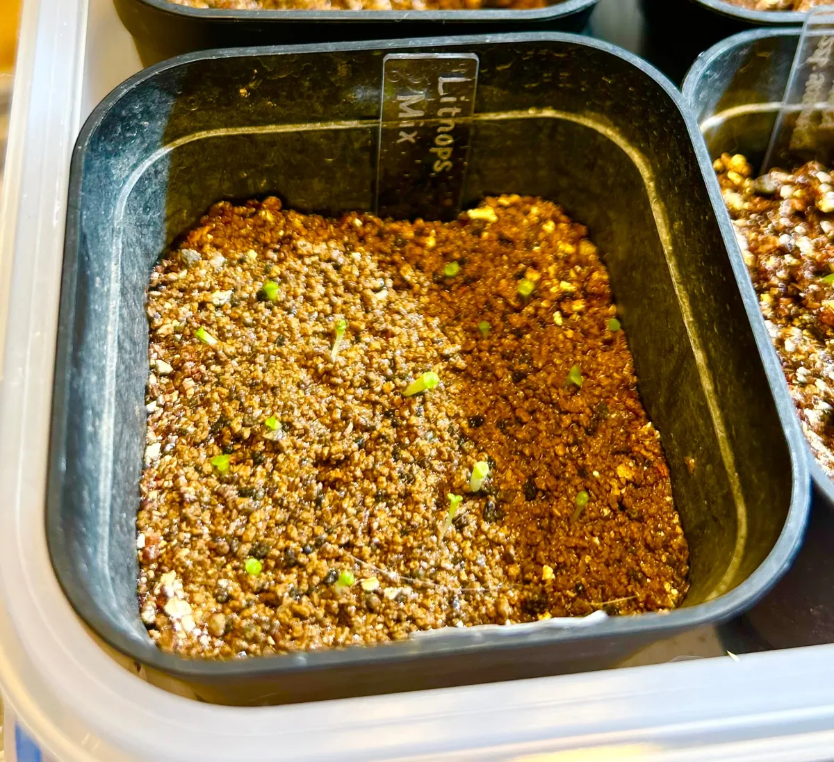 Lithops Mix (リトープス ミックス)