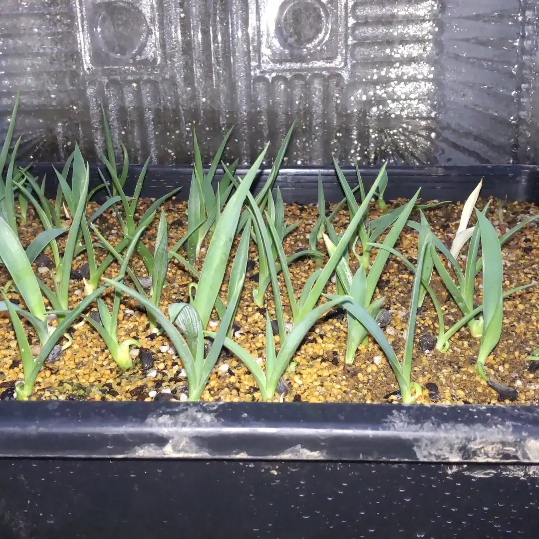 Yucca carnerosana (ユッカ カルネロサーナ)