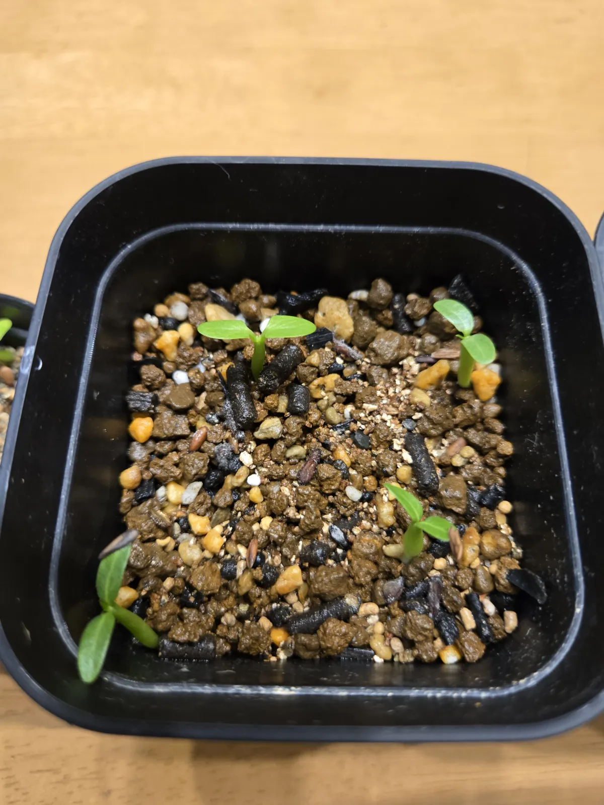 Pachypodium rosulatum var. gracilius (パキポディウム グラキリス)