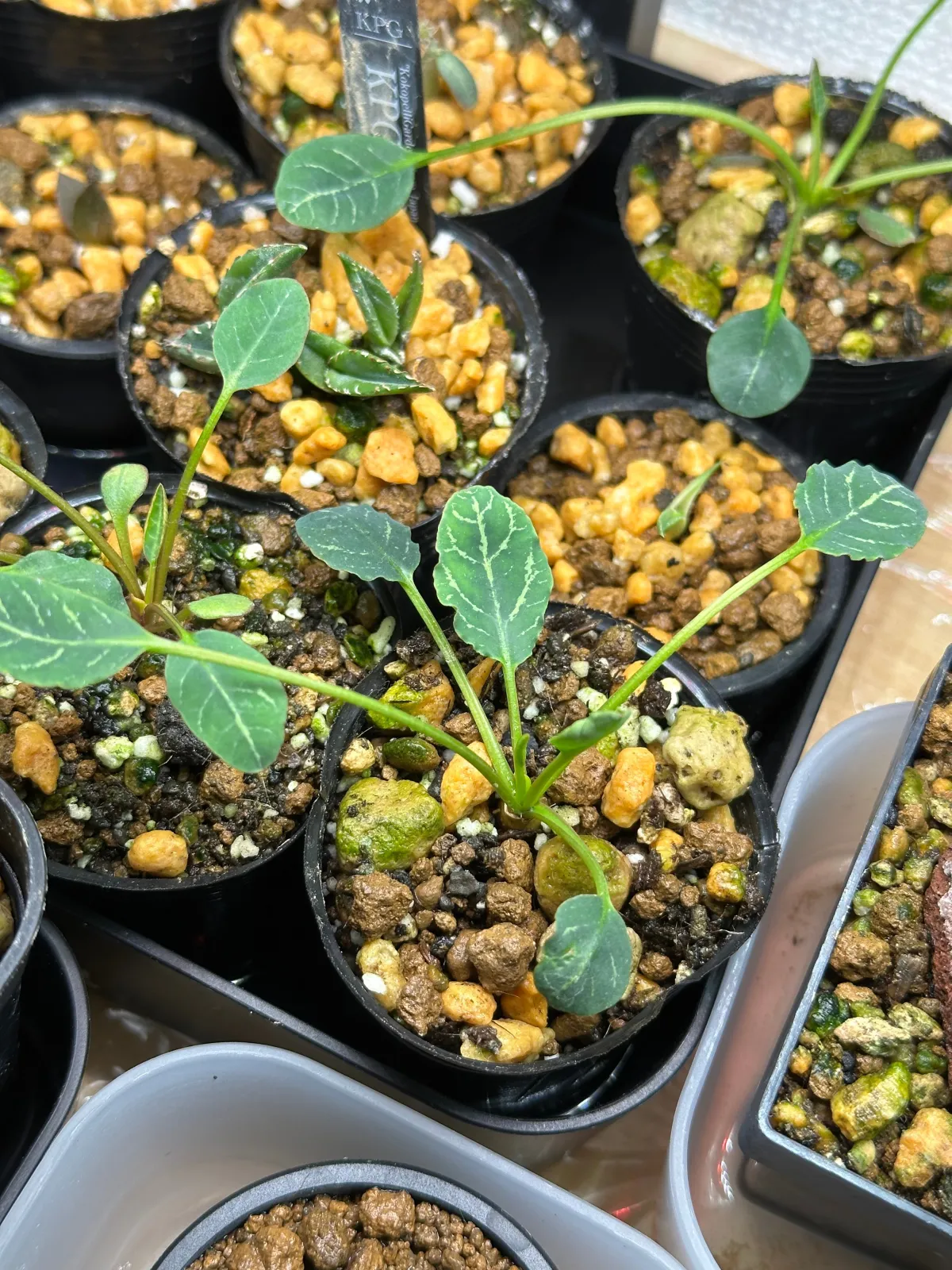 Euphorbia guillauminiana (ユーフォルビア ギラウミニアナ)