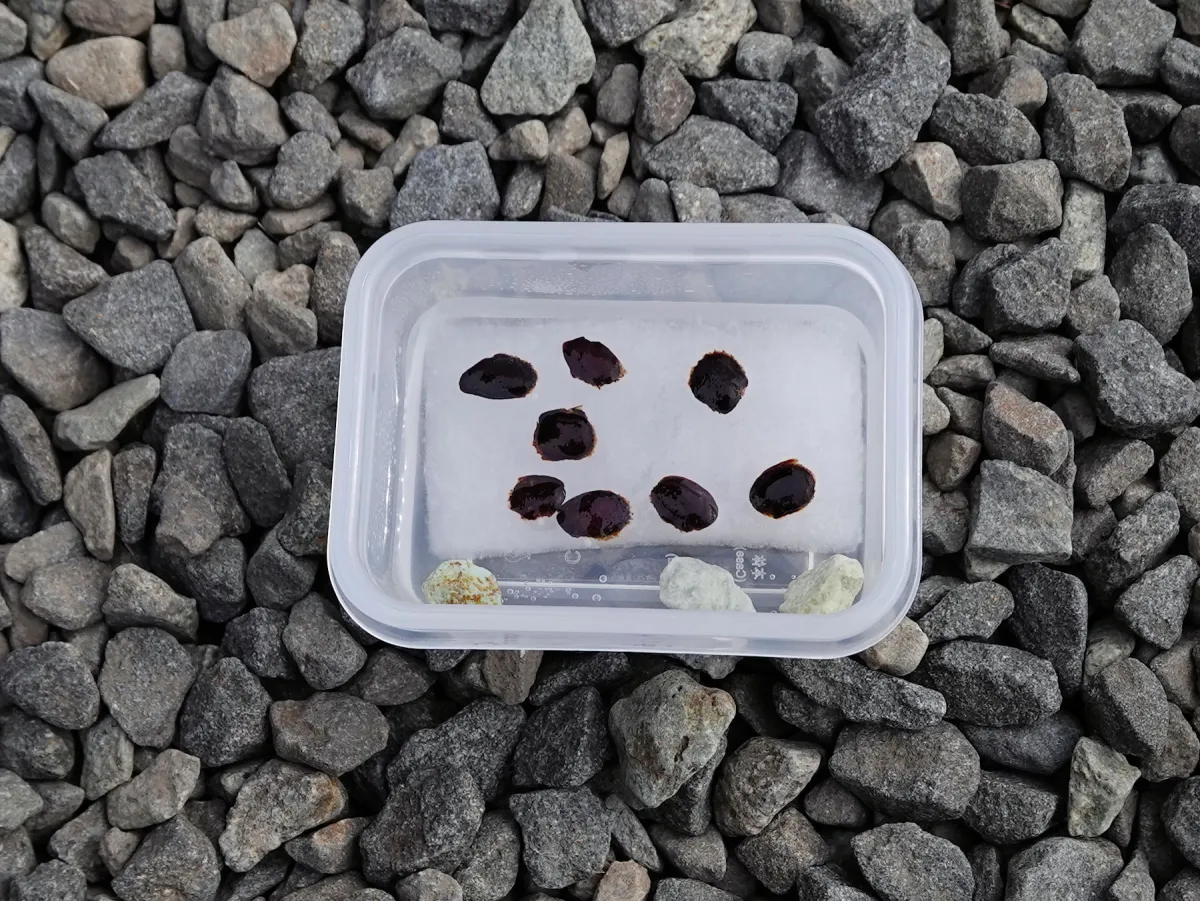 [チャレンジ種子] 亀甲竜 Dioscorea elephantipes ディオスコレア エレファンティペス 未発芽ロット