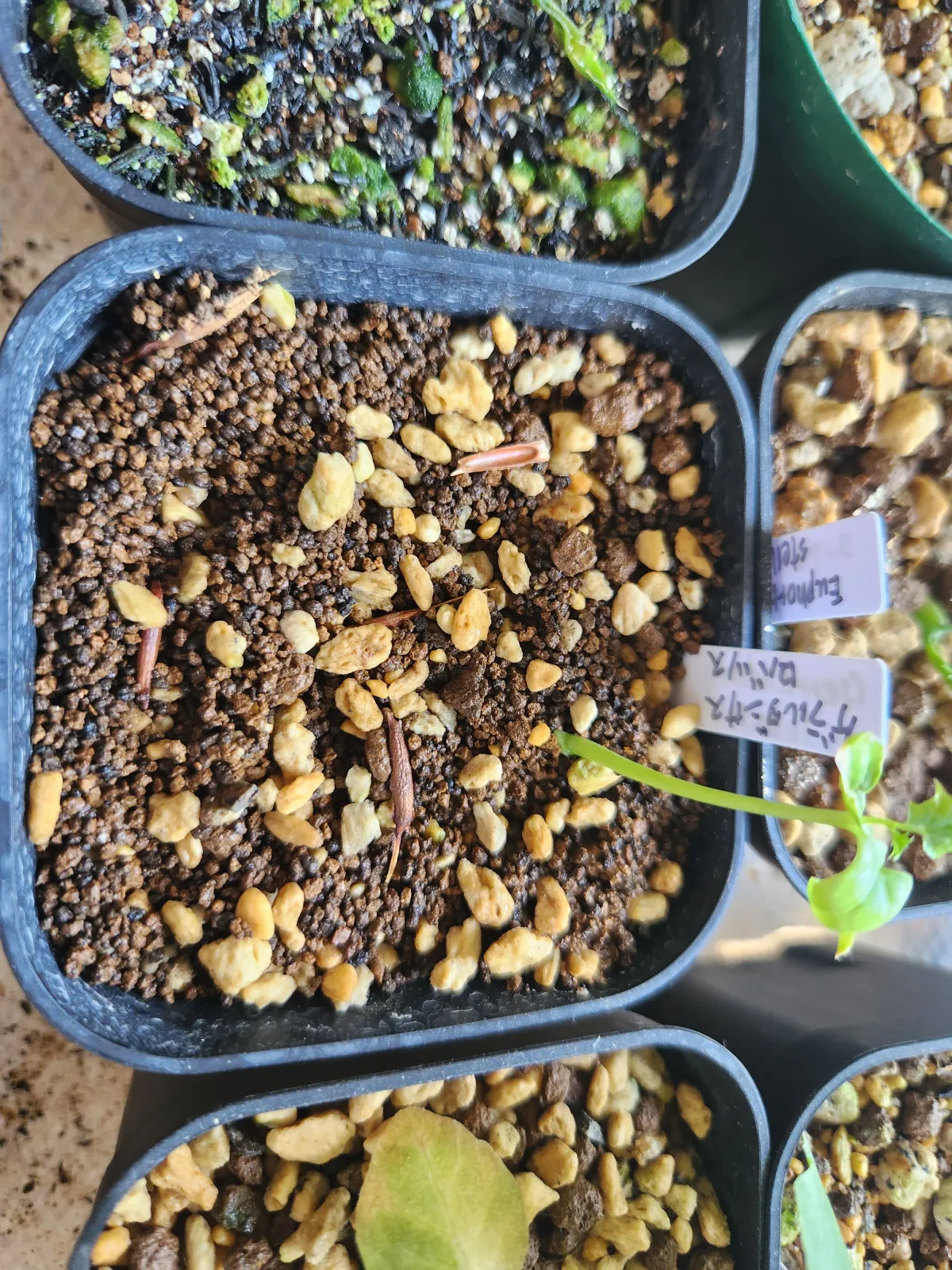 Gerrardanthus lobatus (ゲラルダンサス ロバタス)