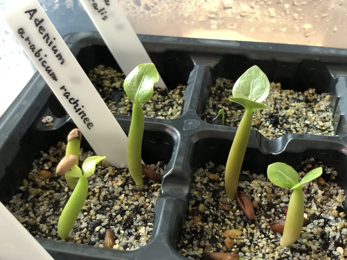 Adenium arabicum Rashiny (アデニウム アラビカム ラシニー)