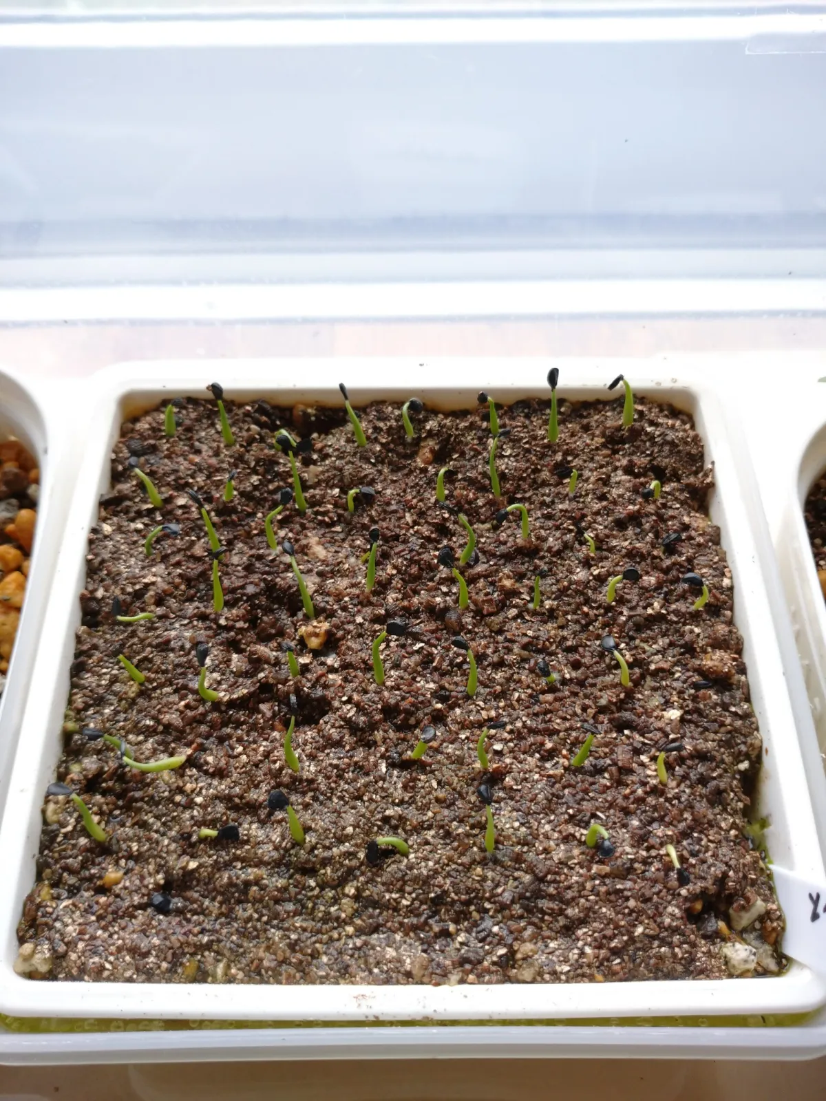 Agave utahensis var. nevadensis (アガベ ユタエンシス ネヴァデンシス)