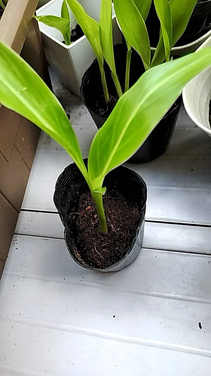 Ravenala madagascariensis (ラベナラ マダガスカリエンシス)