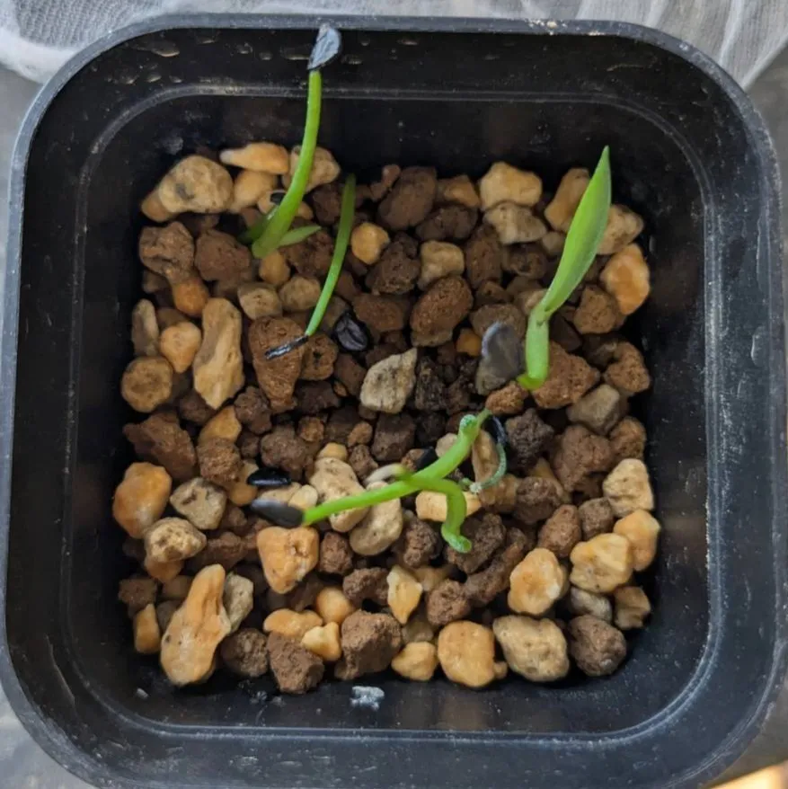 Agave obscura (アガベ オブスキュラ)