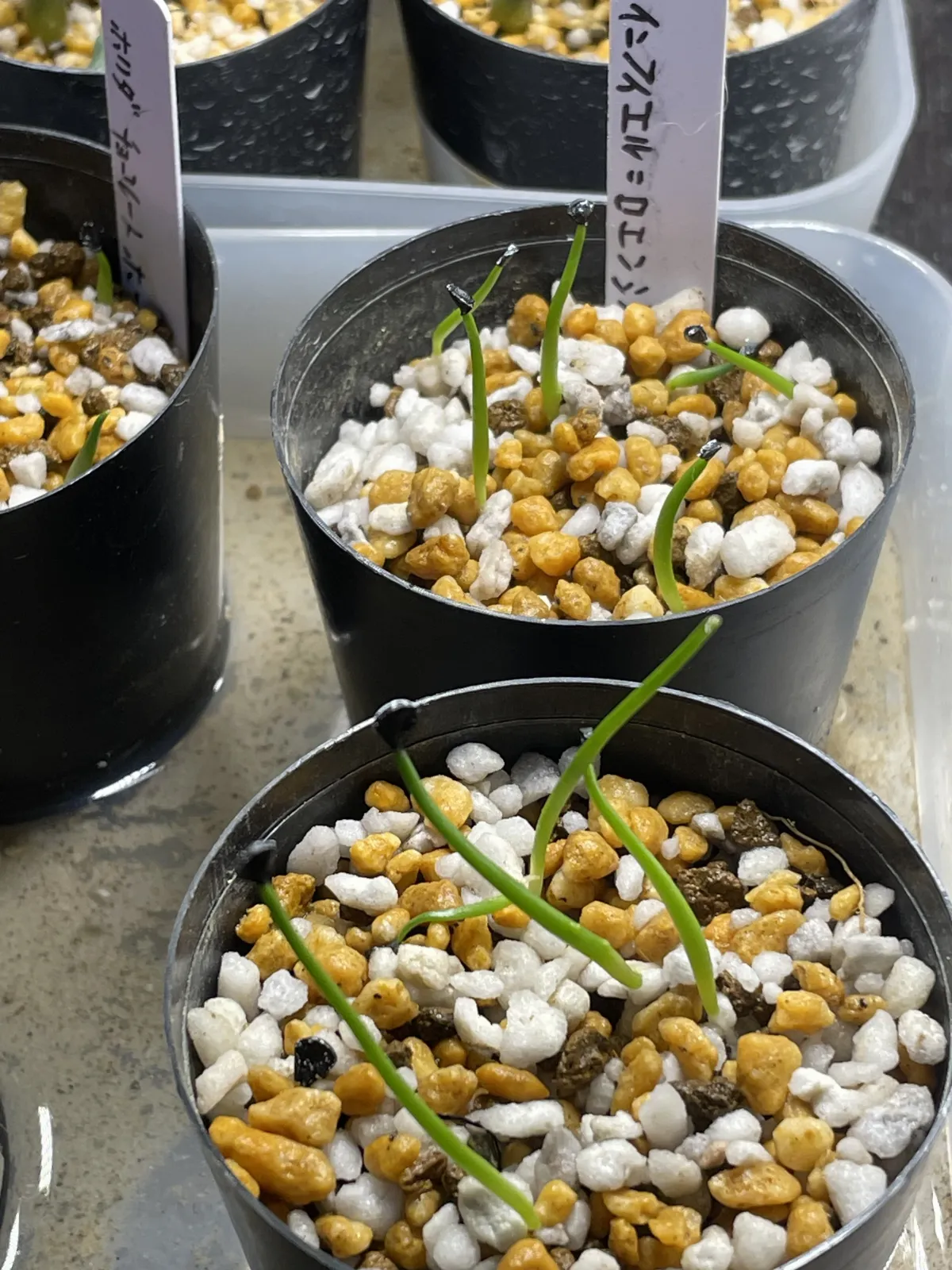 Agave infiernilloensis (アガベ インフィエルニロエンシス)