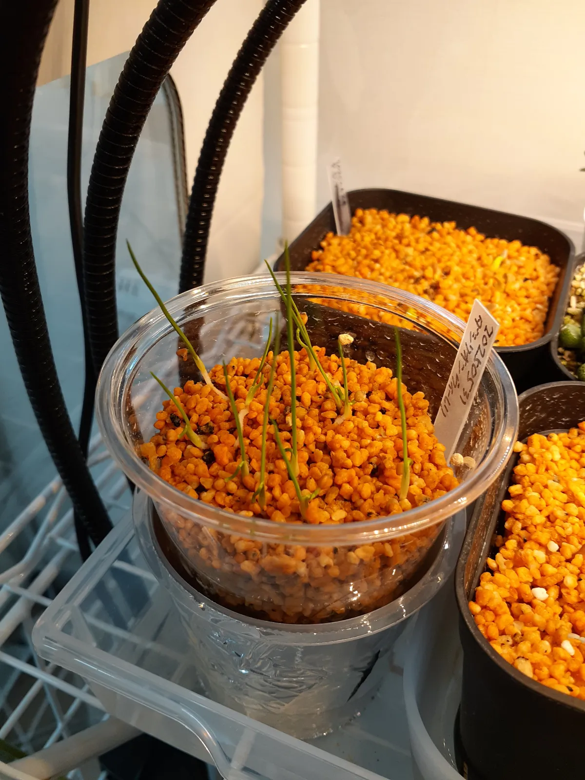 Dasylirion wheeleri (ダシリリオン ウィーレリ)