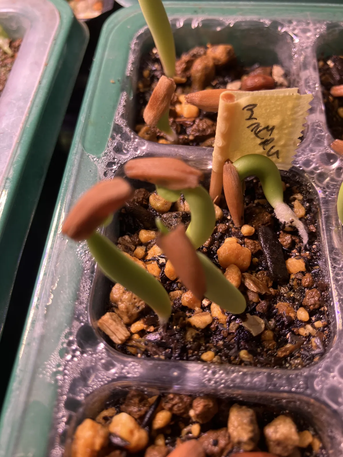 Adenium arabicum (アデニウム アラビカム)