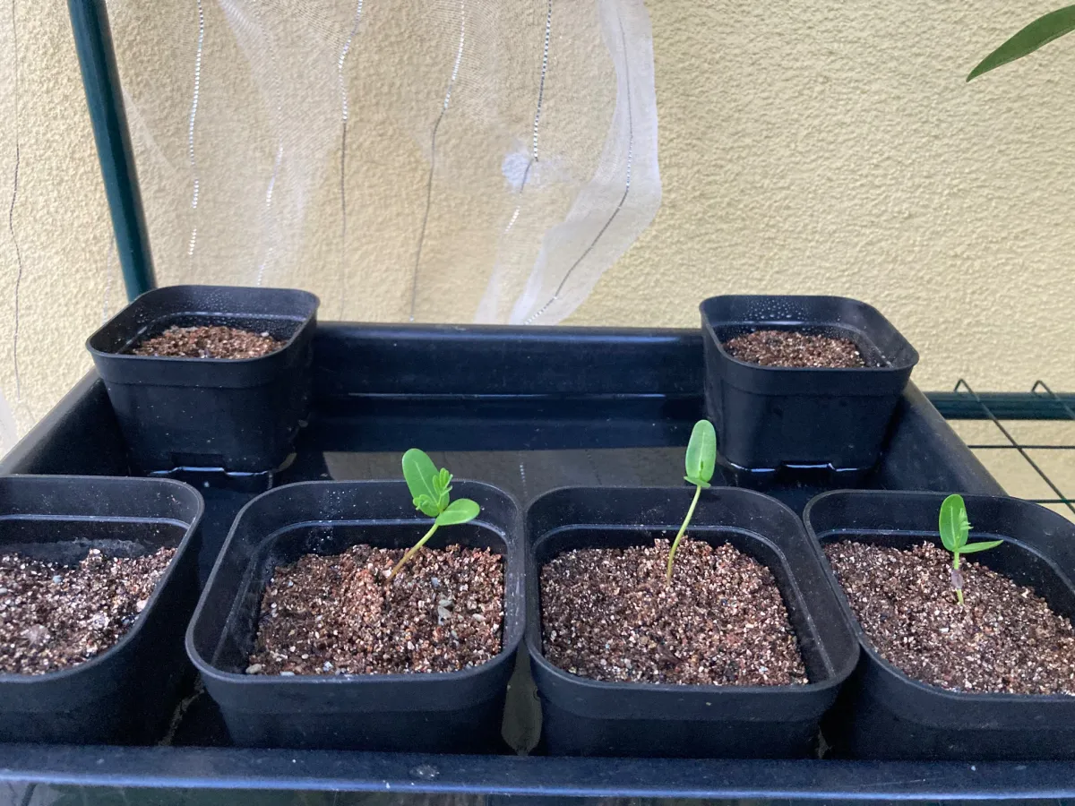 Senna meridionalis (センナ メリディオナリス)