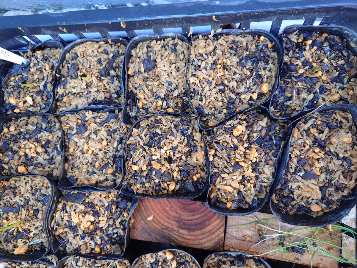 Agave vizcainoensis (アガベ ビスカイノエンシス)