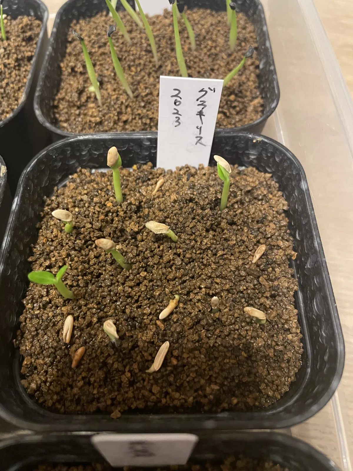 Pachypodium rosulatum var. gracilius (パキポディウム グラキリス)