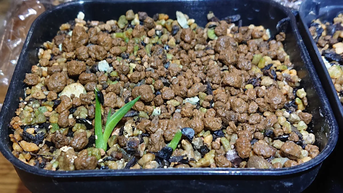 Agave utahensis ssp. utahensis (アガベ ユタエンシス)