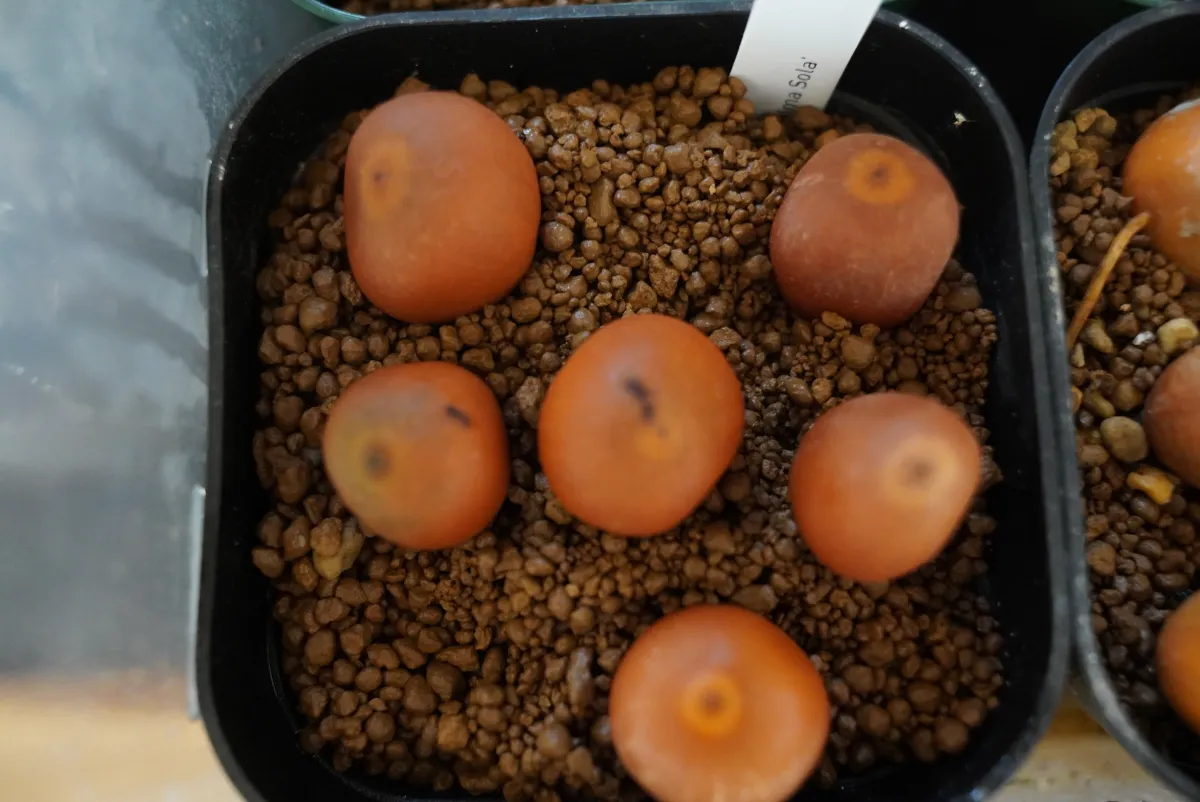 Dioon edule Palma Sola (ディオーン エデューレ パルマソラ)