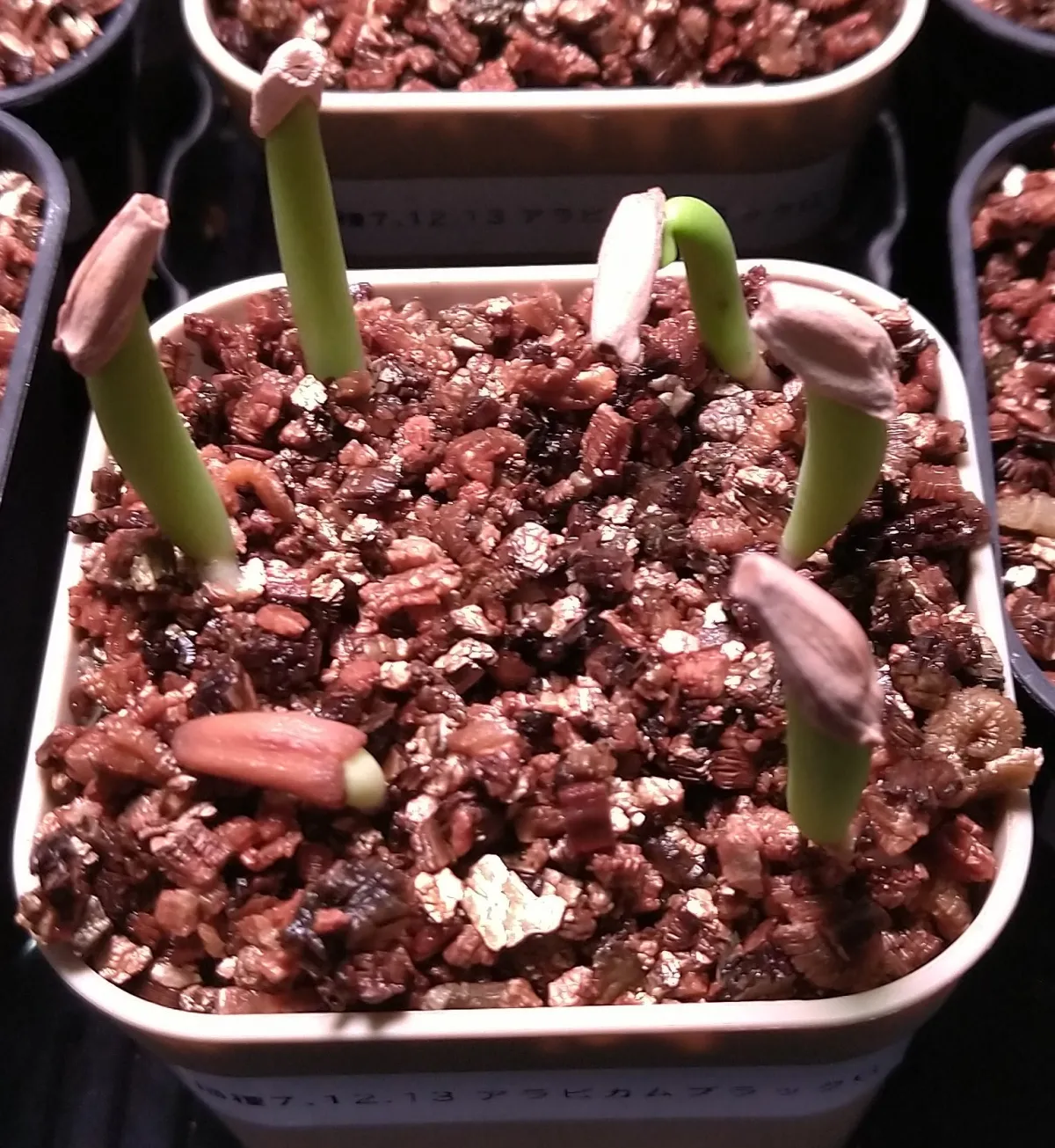Adenium arabicum Black Giant (アデニウム アラビカム ブラックジャイアント)