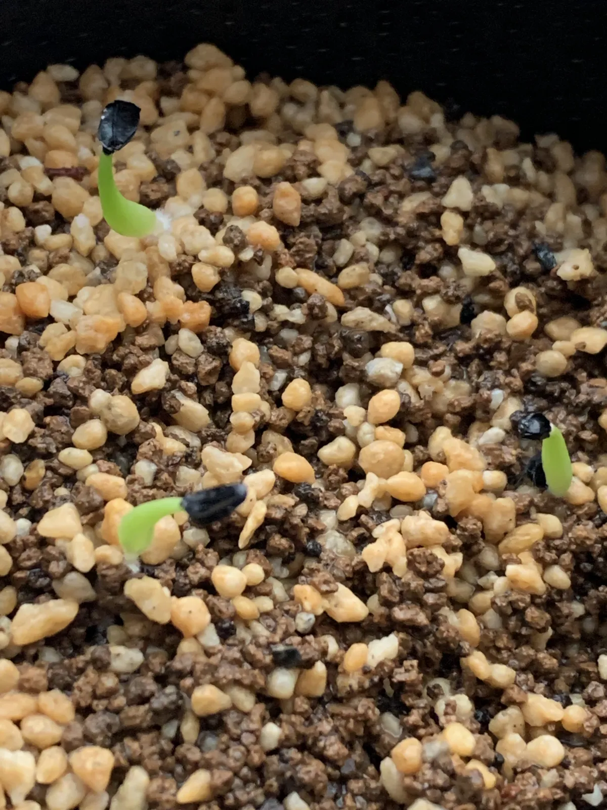 Agave titanota 'Blue' (アガベ チタノタブルー)