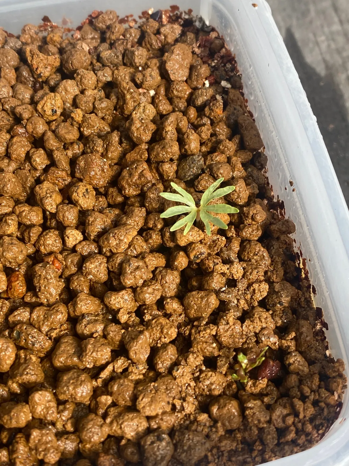 Boswellia sacra (ボスウェリア サクラ)