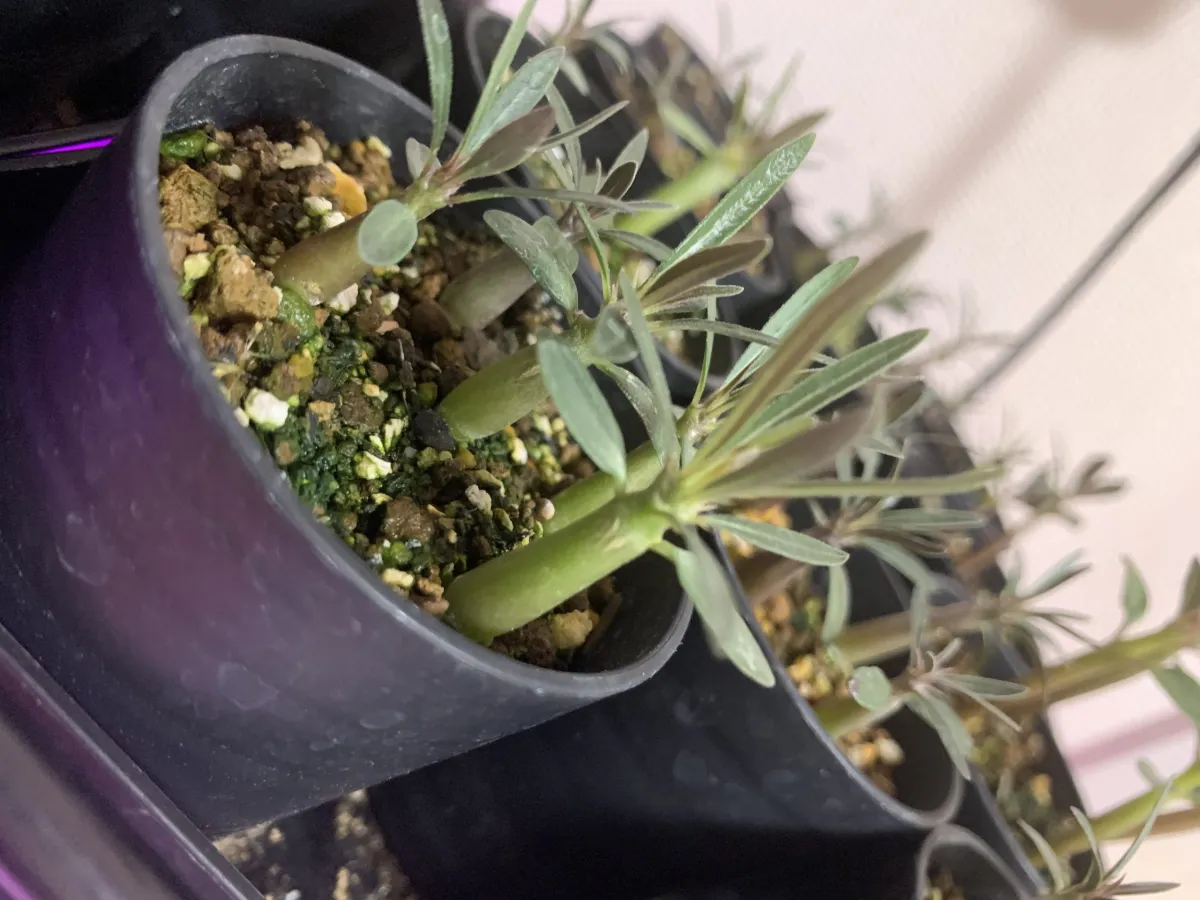 Pachypodium rosulatum var. gracilius (パキポディウム グラキリス)