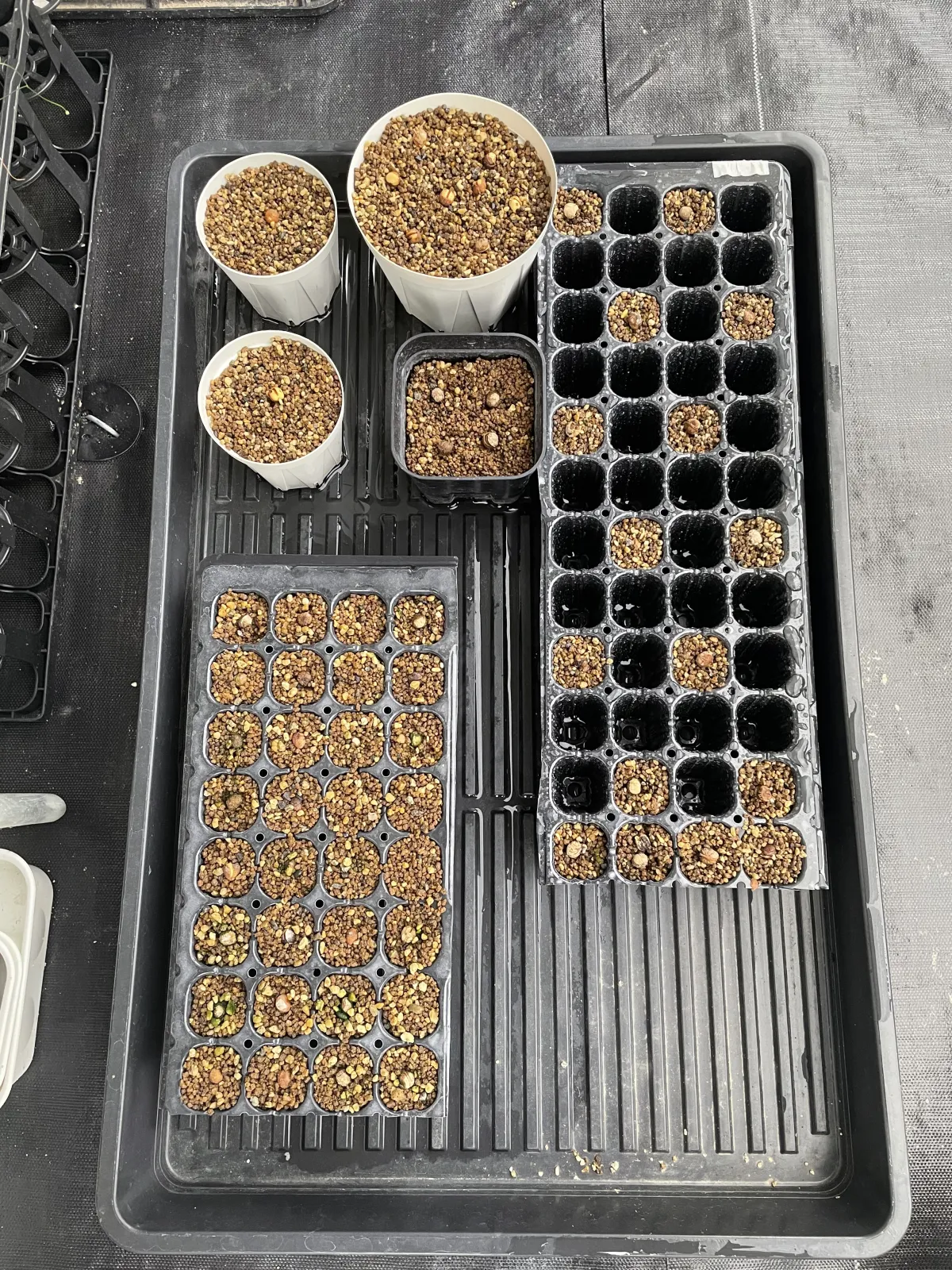 Cyphostemma laza (キフォステンマ ラザ)