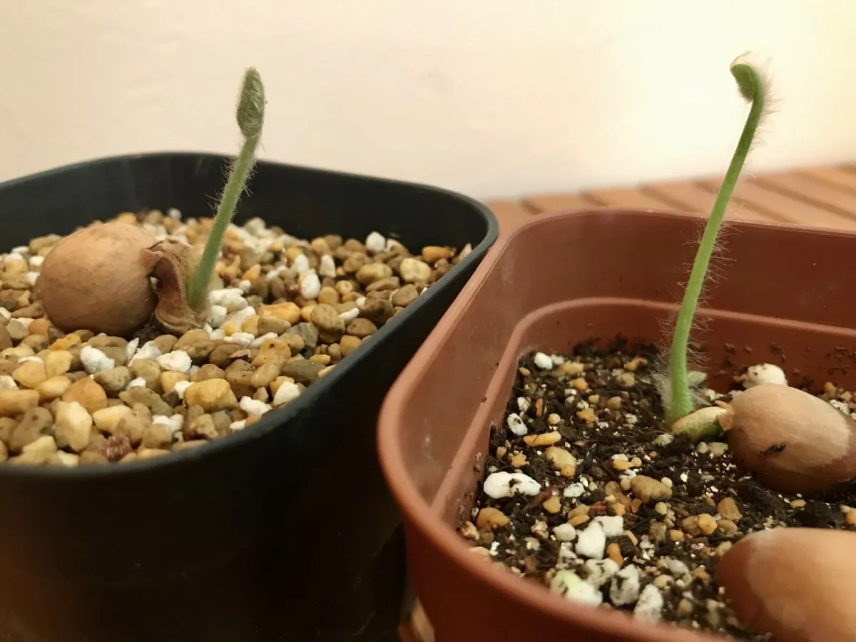 Dioon edule (ディオーン エデューレ)