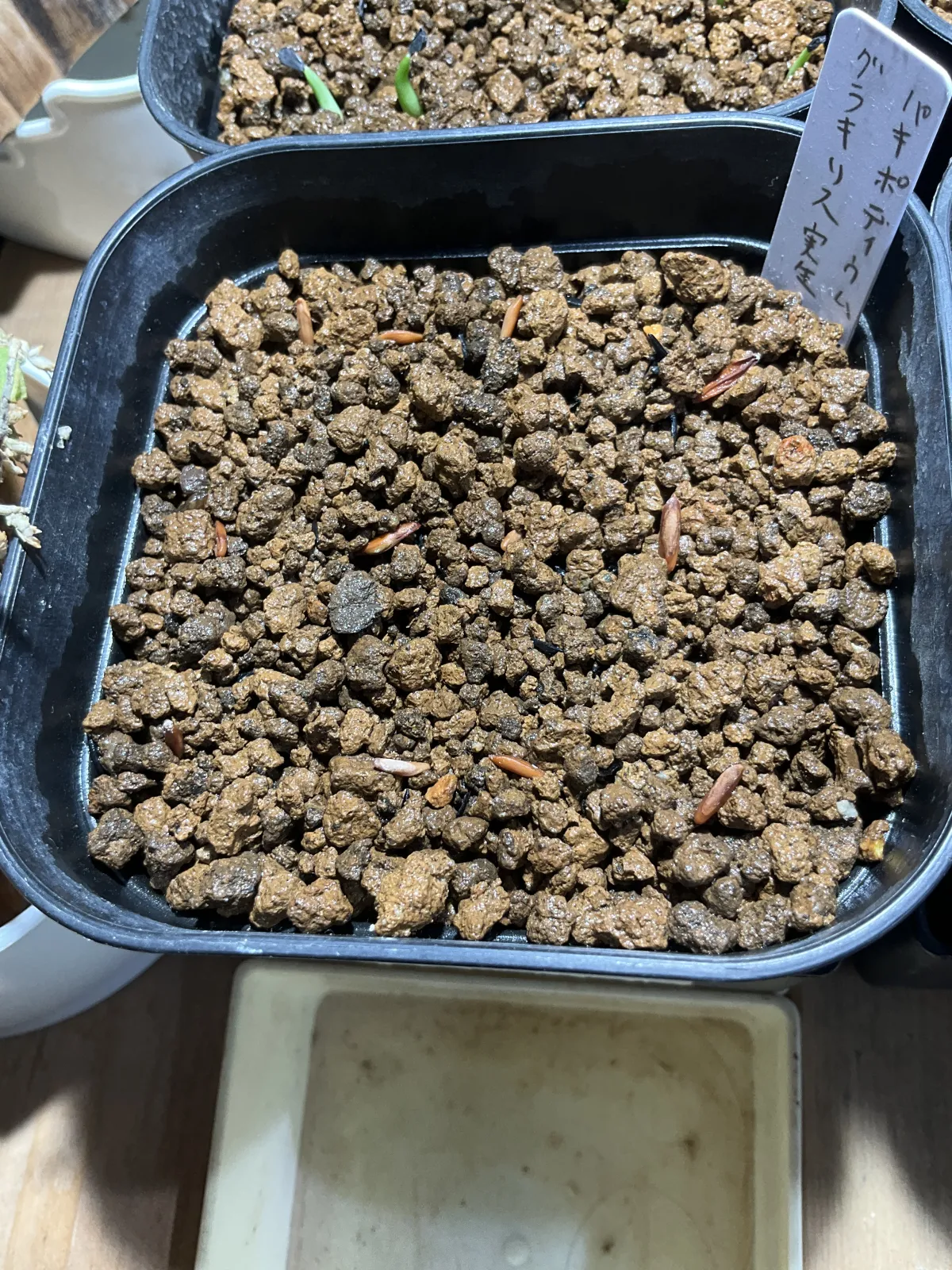 [無料種子] 発芽難 パキポディウム グラキリス　 Pachypodium rosulatum var. gracilius