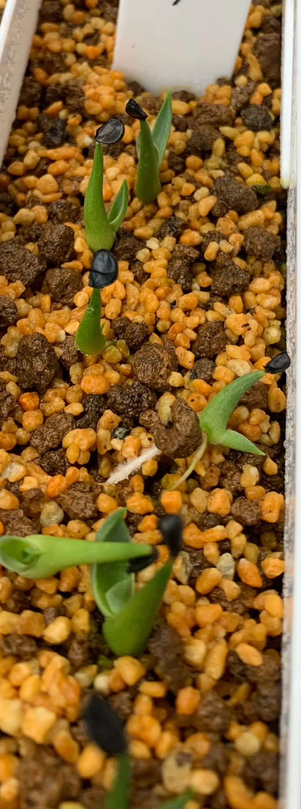 Agave utahensis ssp. utahensis 'Compacta' (アガベ ユタエンシスコンパクタ)