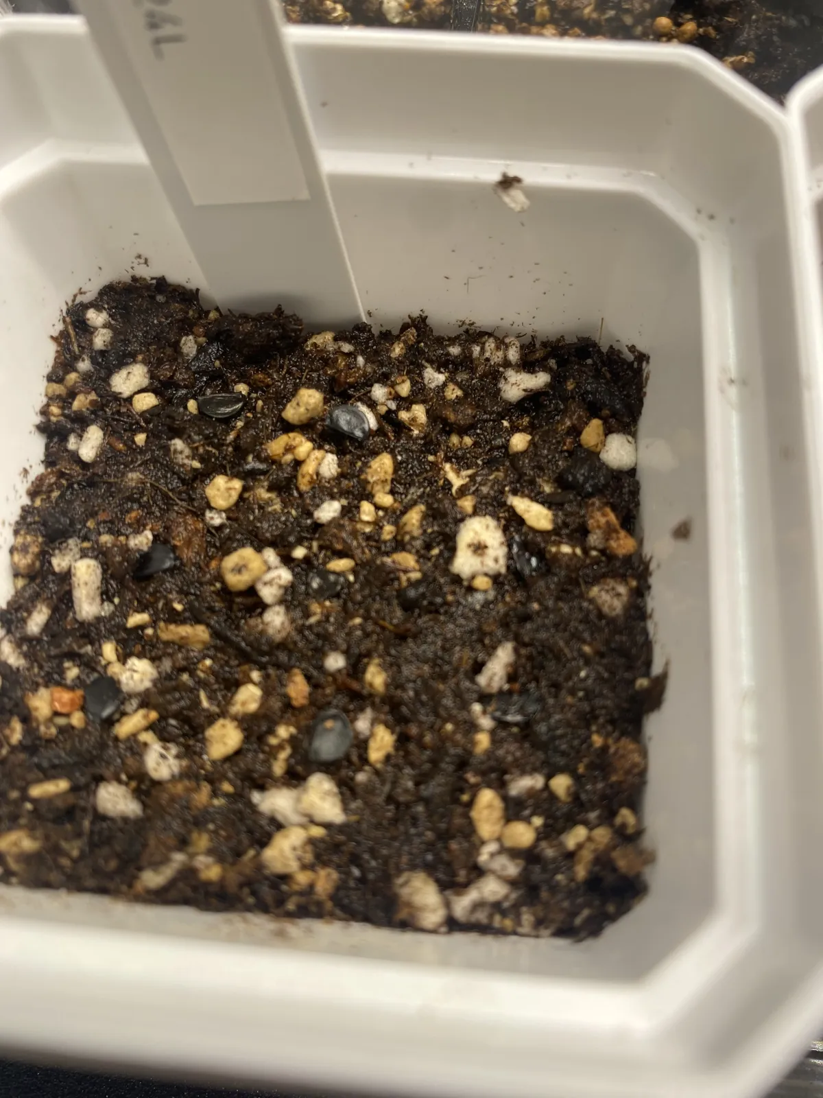 Agave oteroi (アガベ オテロイ)