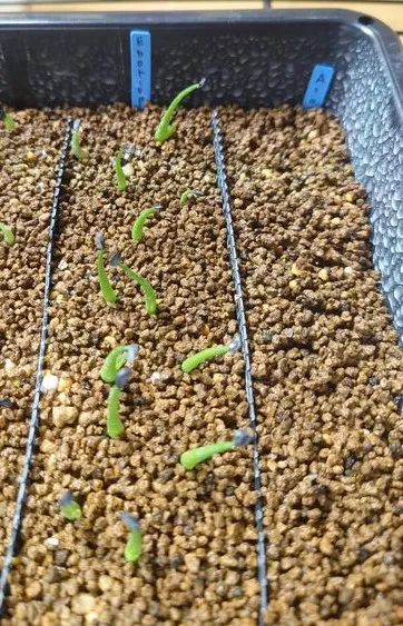 Agave utahensis var. eborispina 'Hayford' (アガベ エボリスピナ ヘイフォード)