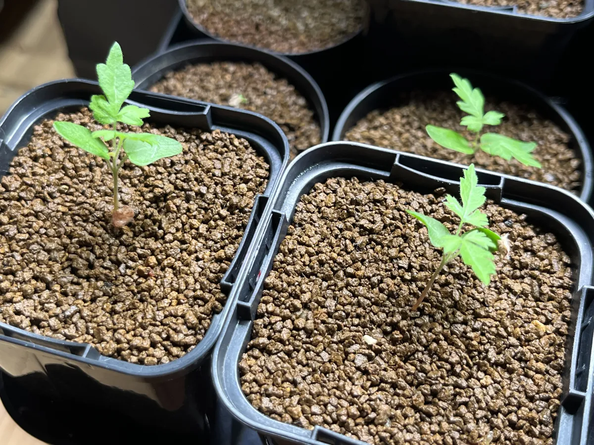 Pachycormus discolor (パキコルムス ディスカラー)