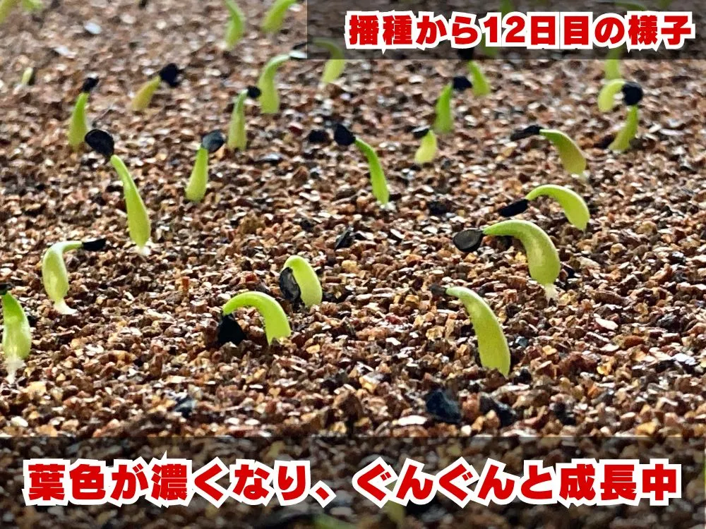 Agave titanota (アガベ チタノタ ドワーフ)