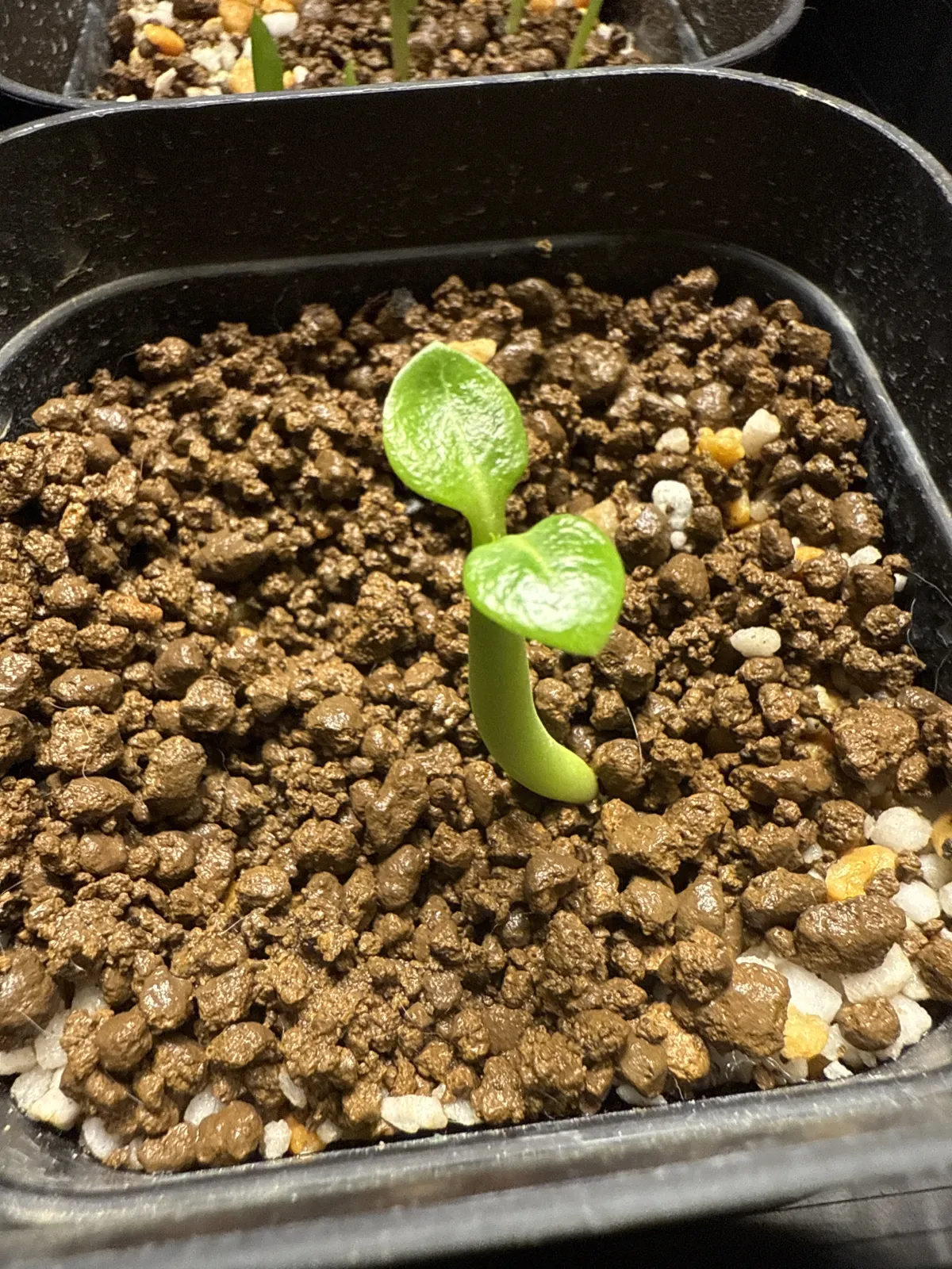 Adenium obesum Godji x Red Bracelet (アデニウム ゴッジレッドブレスレット)