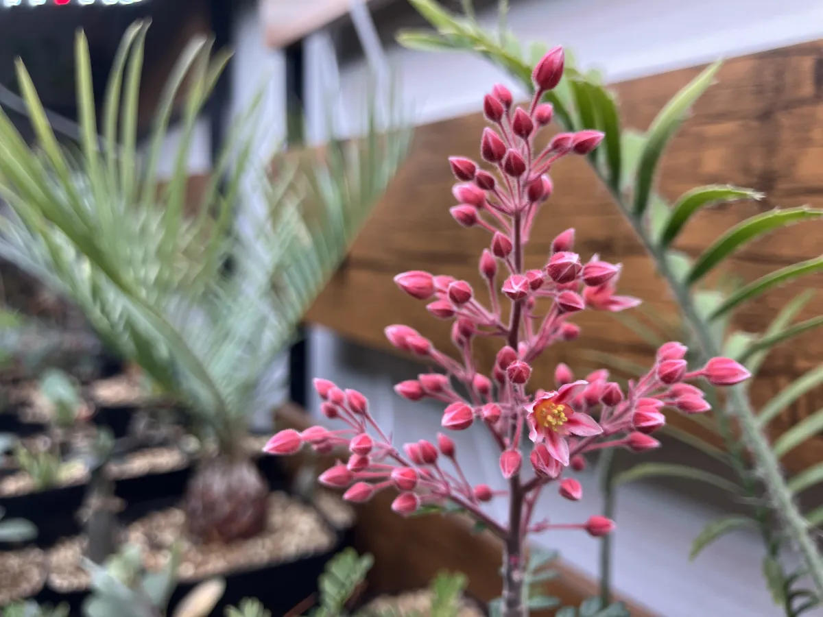 Pachycormus discolor (パキコルムス ディスカラー)