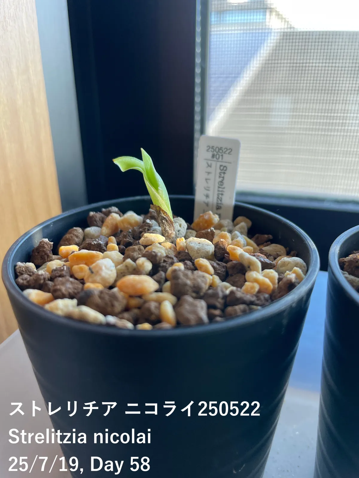 Strelitzia nicolai (ストレリチア ニコライ)