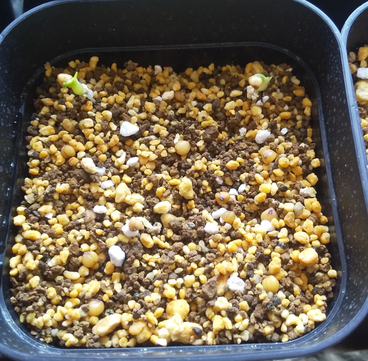 Beaucarnea gracilis (ボーカルネア グラキリス)