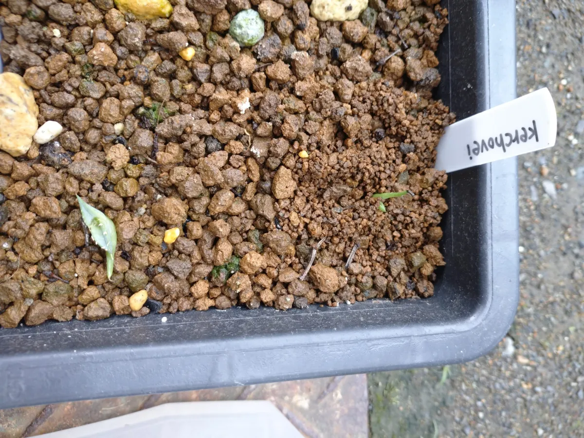 Agave kerchovei (アガベ ケルチョベイ)