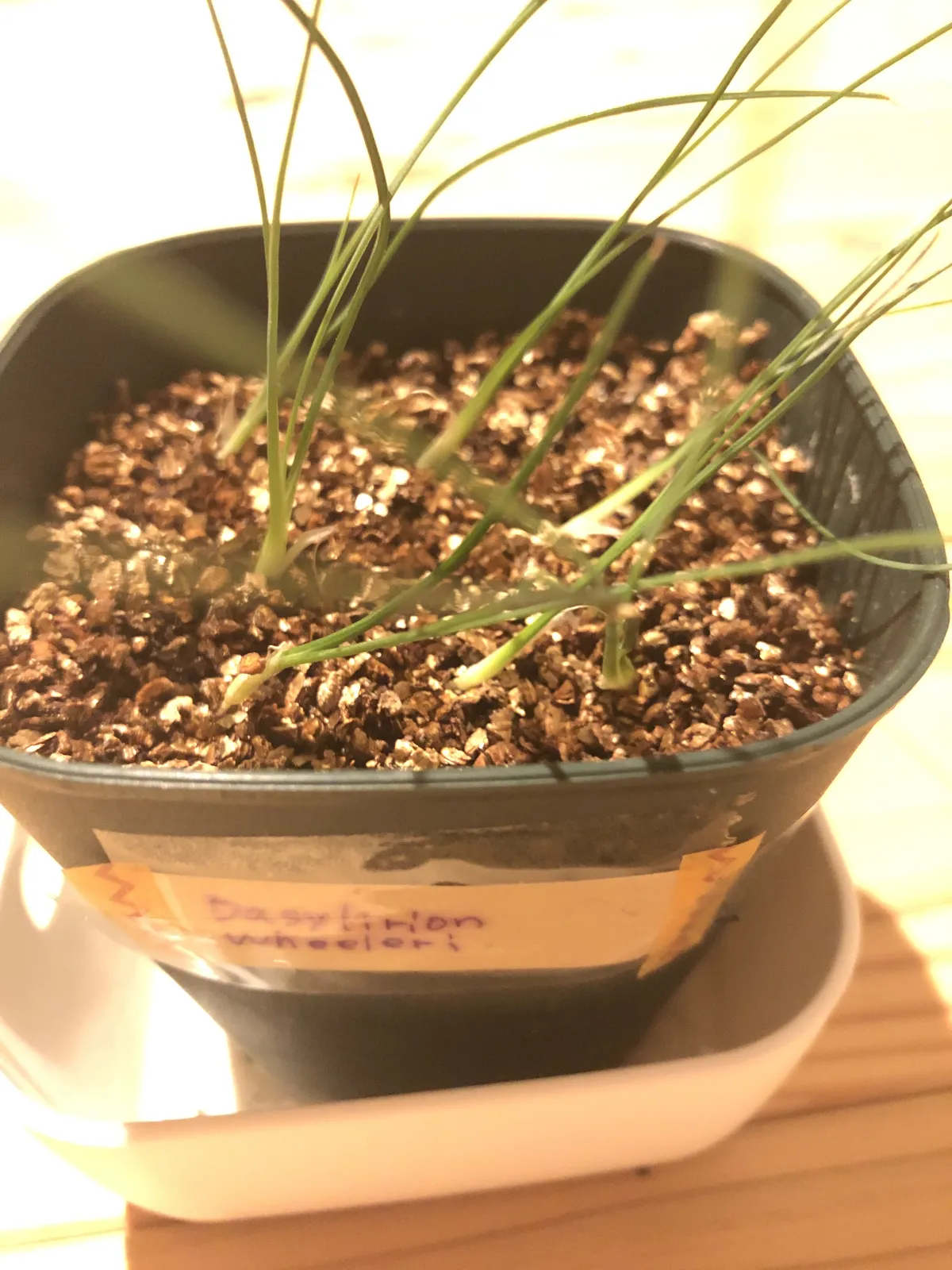 Dasylirion wheeleri (ダシリリオン ウィーレリ)