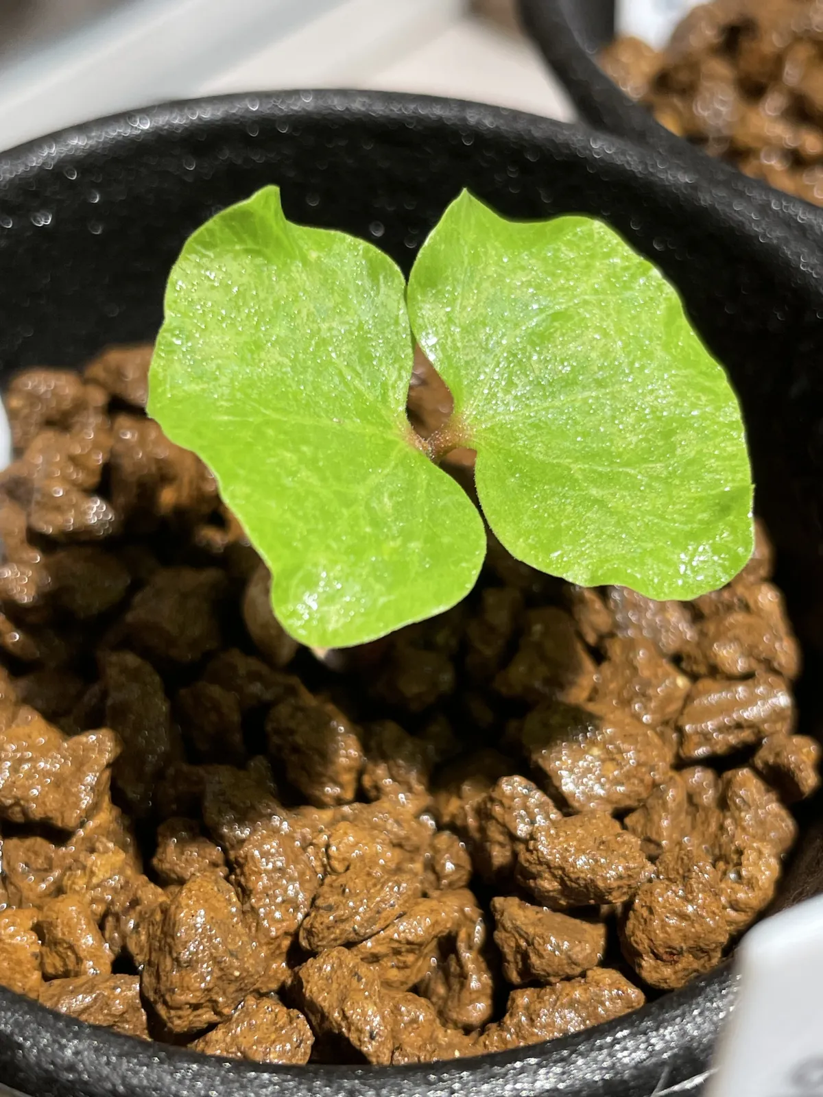 Commiphora orbicularis (コミフォラ オルビクラリス)