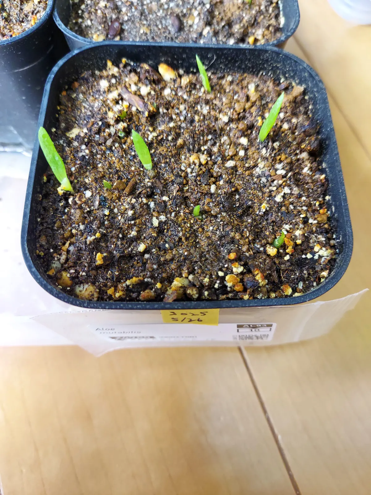 Aloe mutabilis (アロエ ミュータビリス)