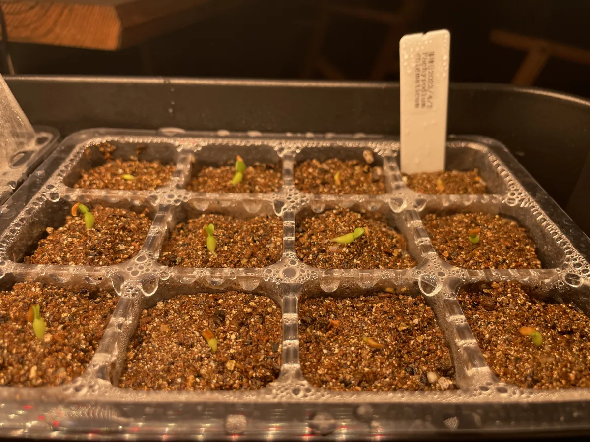 Pachypodium enigmaticum (パキポディウム エニグマチカム)