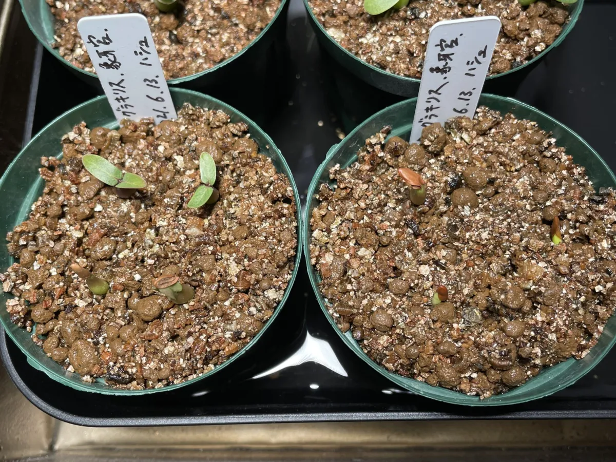 Pachypodium rosulatum var. gracilius (パキポディウム グラキリス)