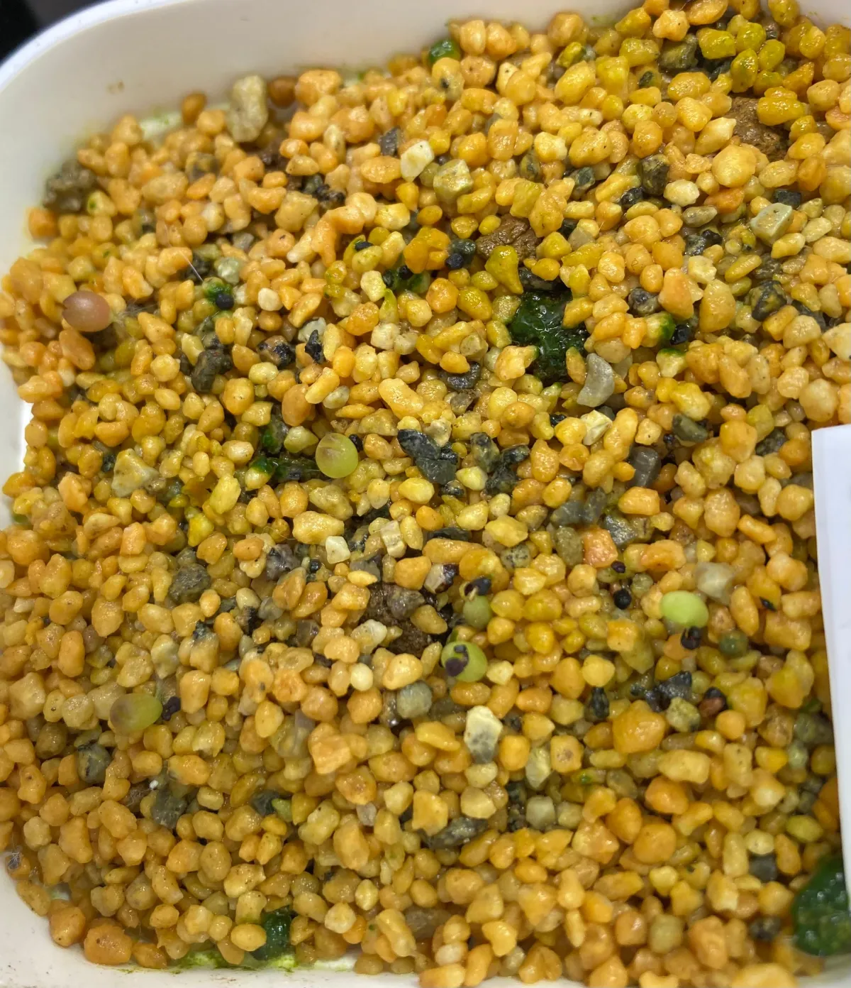 Ariocarpus fissuratus var. hintonii (アリオカルプス ヒントニー 亀甲牡丹)