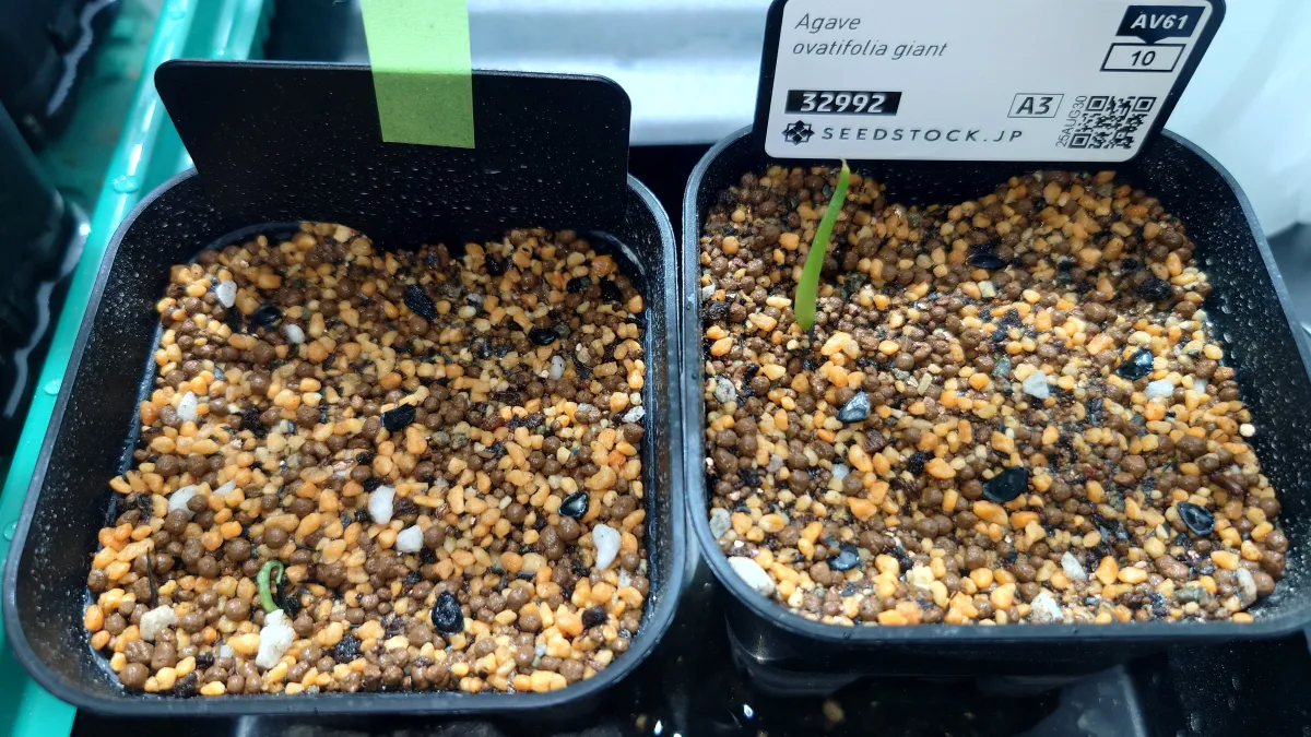 Agave ovatifolia 'Giant' (アガベ オバティフォリア ジャイアント)