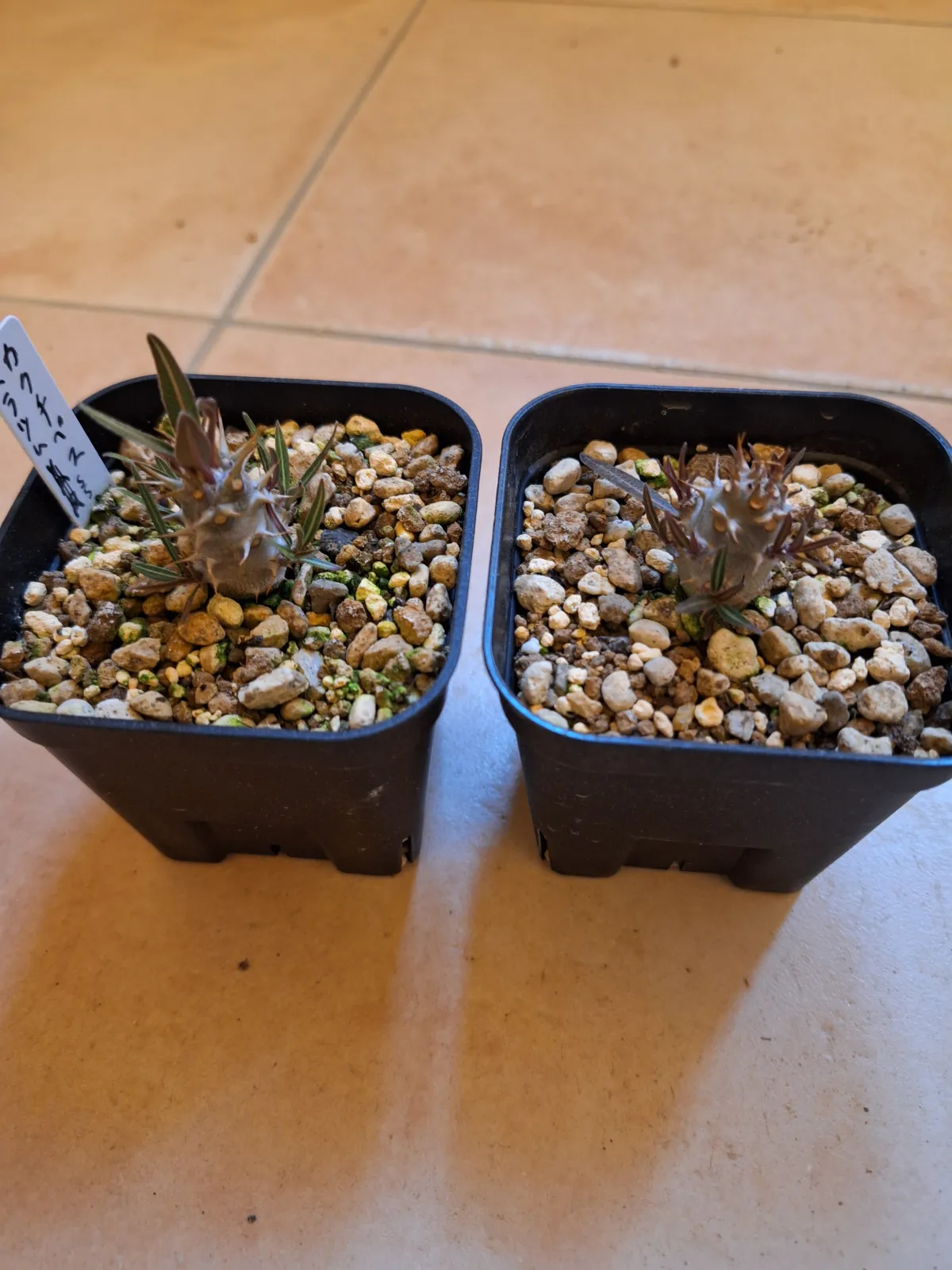 Pachypodium rosulatum ssp. cactipes (パキポディウム カクチペス)