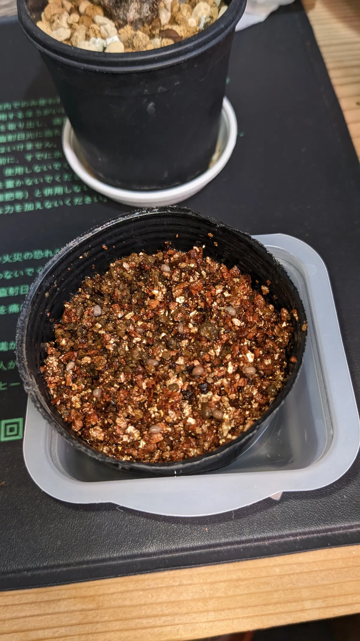 Euphorbia primulifolia var. begardii (ユーフォルビア ベガルディ)