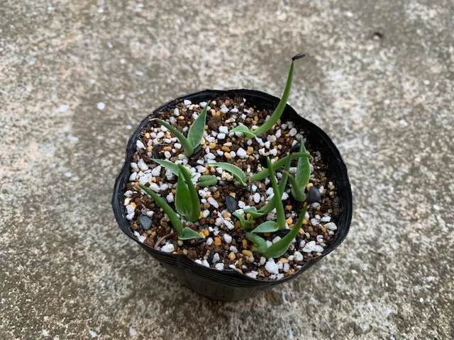 Agave mckelveyana (アガベ マッケルベヤナ)