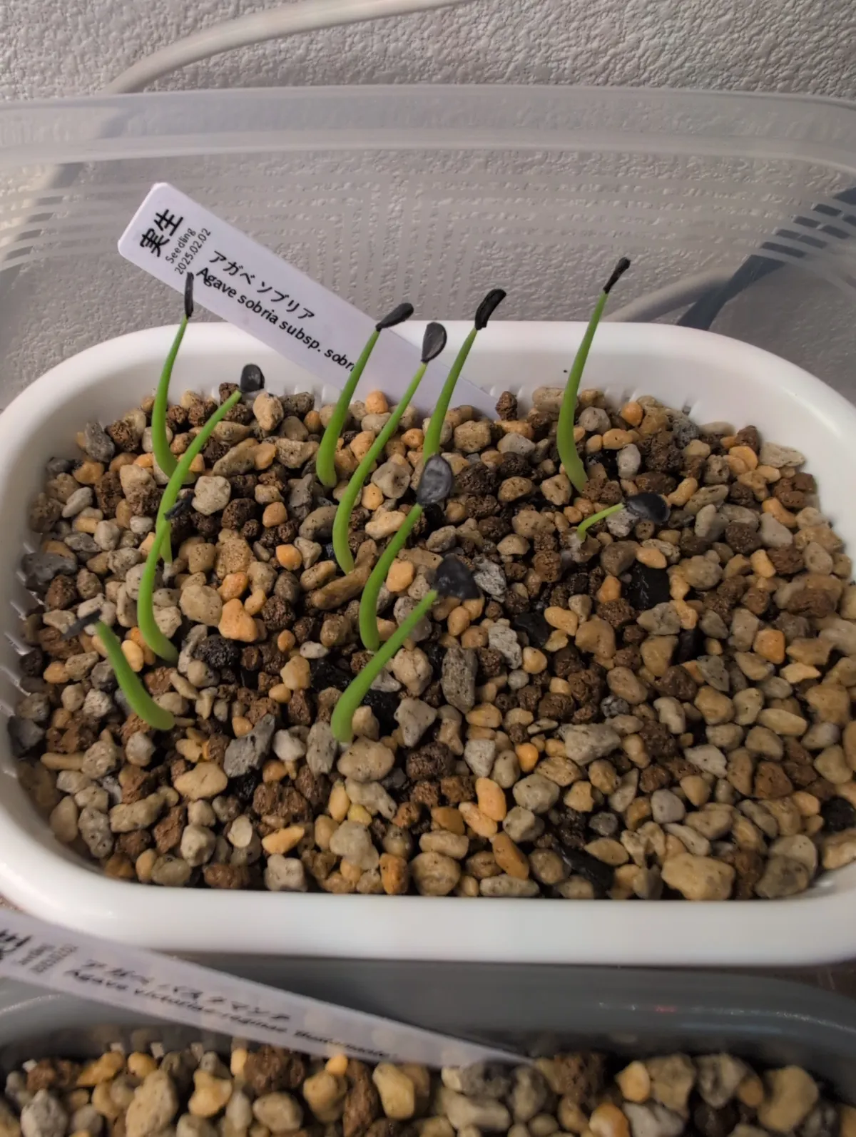 Agave sobria subsp. sobria (アガベ ソブリア)