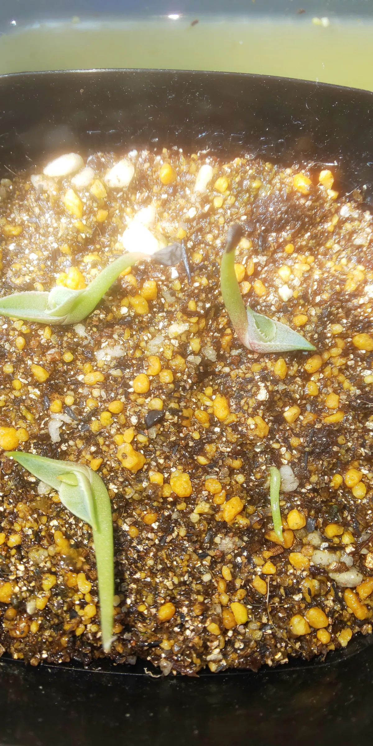 Agave filifera var. compacta (アガベ フィリフェラコンパクタ)