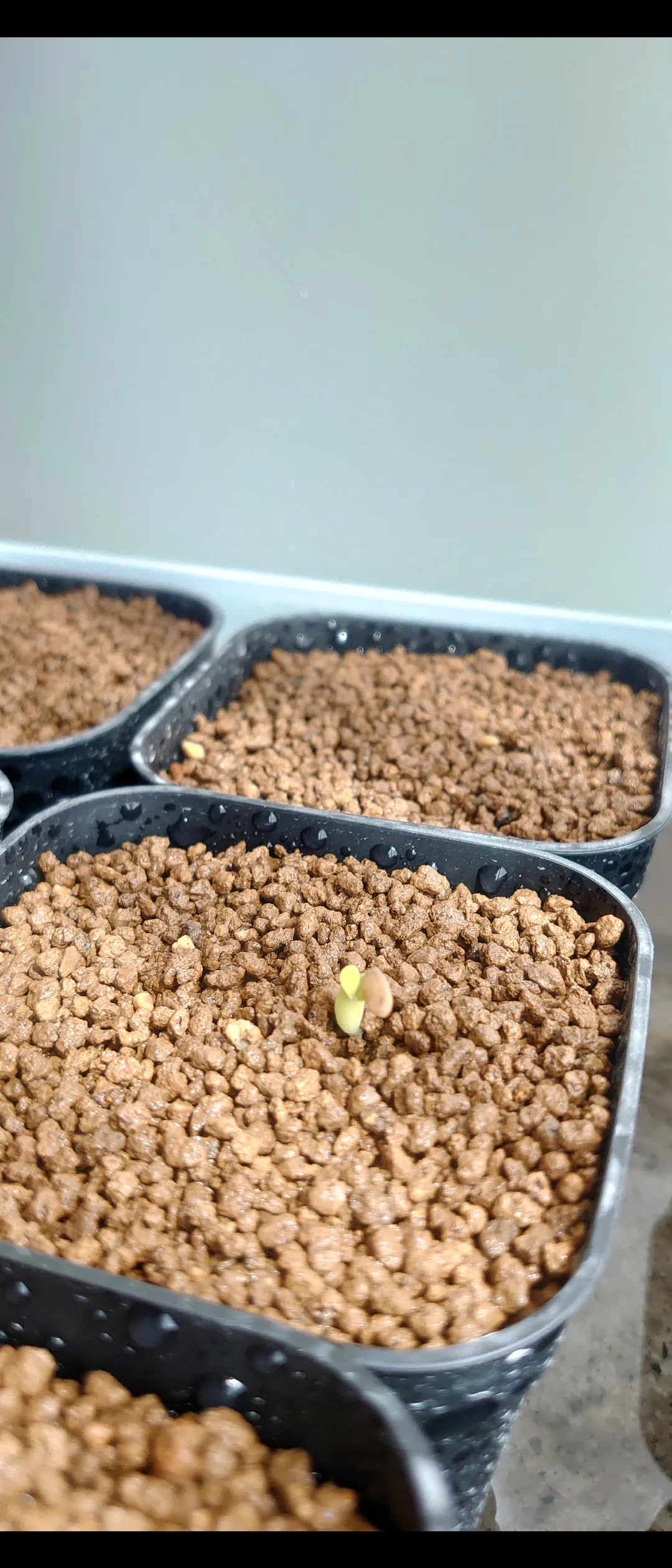 Pachypodium bispinosum (パキポディウム ビスピノーサム)