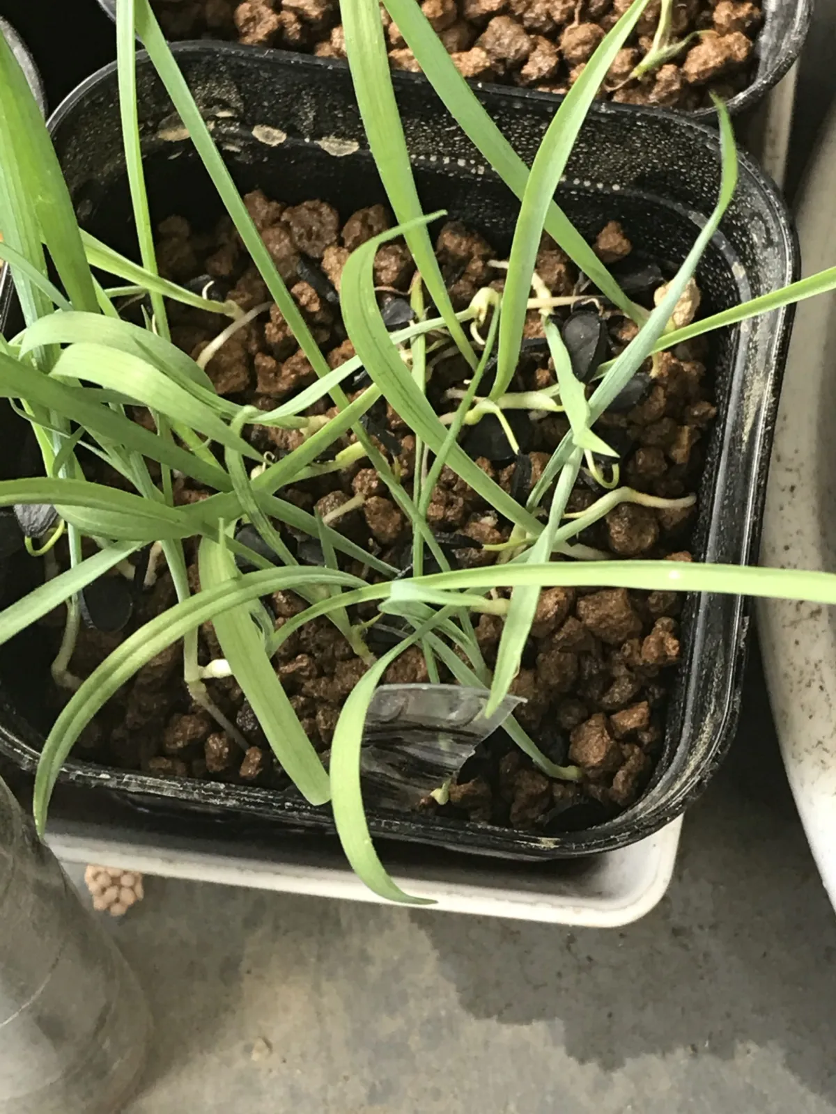 Yucca thompsoniana (ユッカ トンプソニアーナ)