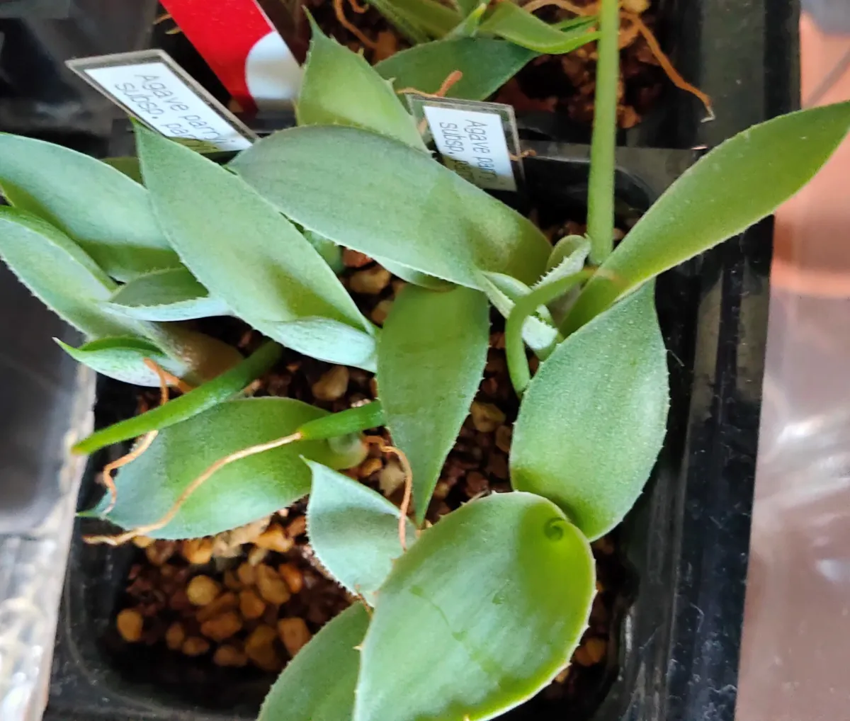 Agave parryi subsp. parryi (アガベ パリー)